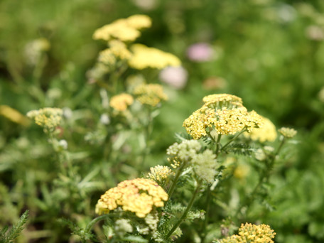 Get Involved in Supporting Our Pollinators