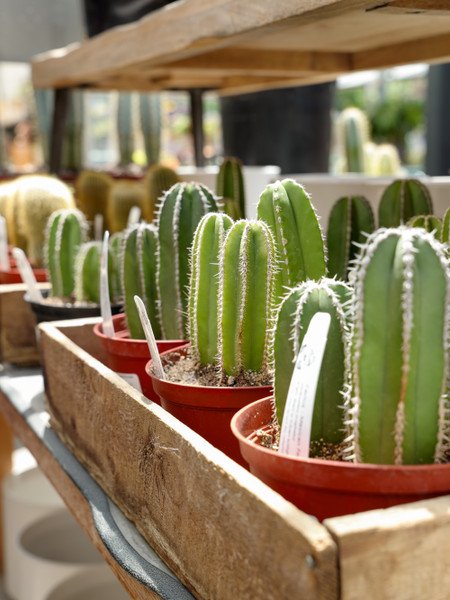 Tonka Terra Cactus Mix + Repotting Cacti