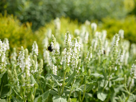 Planting a Pollinator Garden with Continuous Color