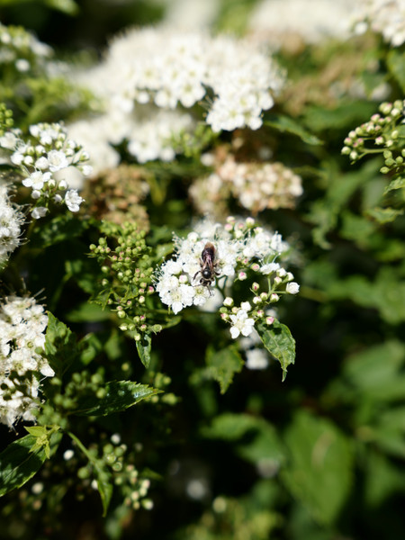 Your Garden as an Ecosystem
