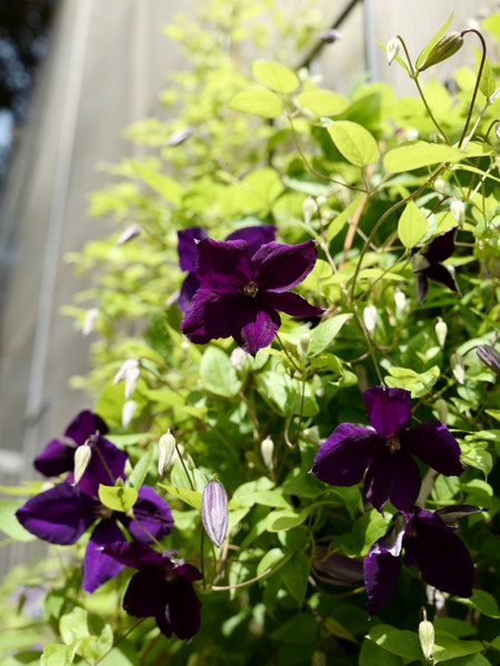 Clematis Care
