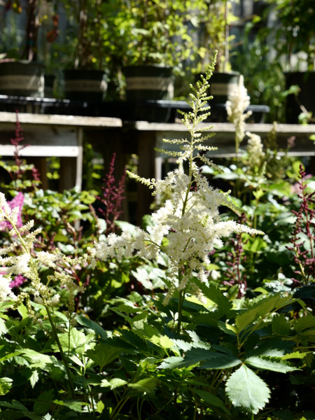 Perfect Perennial Pairings for Summer Color in the Shade