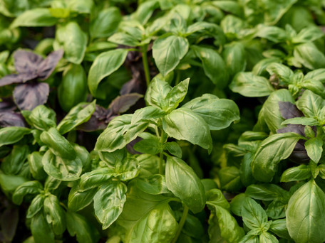 Harvesting, Serving, and Preserving Summer Herbs