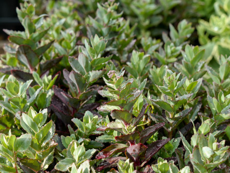 Summer Survivors: Drought-Tolerant Perennials