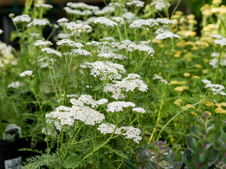 Deadheading - Quick Tips