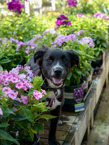 Pet-Safe Plants for Peace of Mind