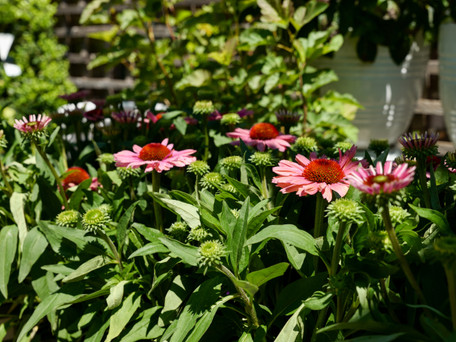 Echinacea: Coneflower