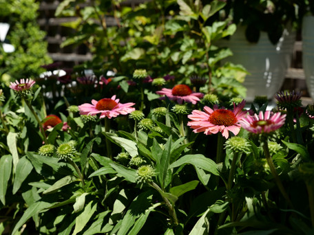 Perfect Perennial Pairings for Summer Color in the Sun