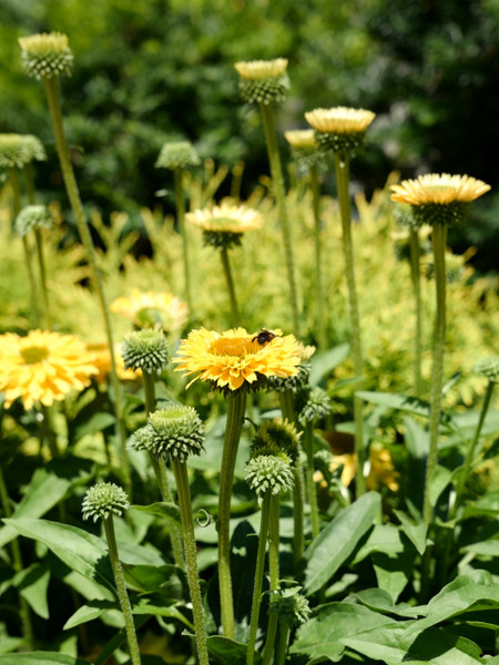 Summer Solutions for the Things that Bug You
