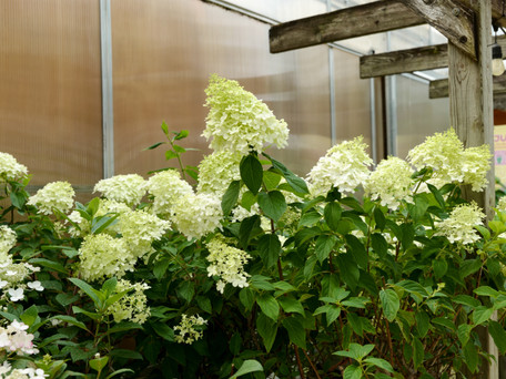 Perfect Perennial Pairings for Summer Color with Trees & Shrubs