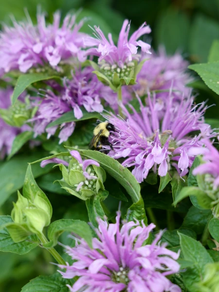 Critter-Resistant Perennials: How to Repel Deer and Rabbits in Your Garden