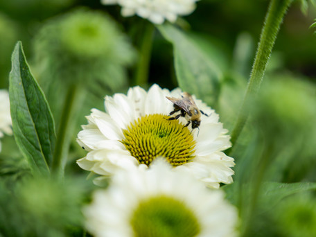 Identifying Minnesota Bumblebees