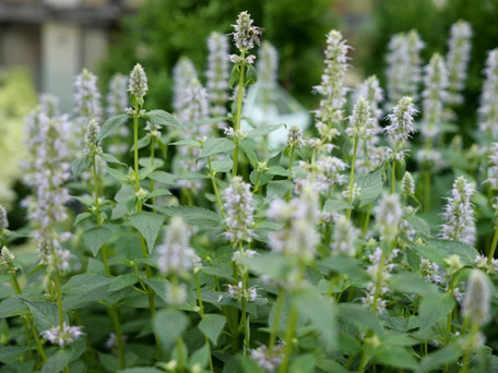 Ask Annie- August Garden Checklist