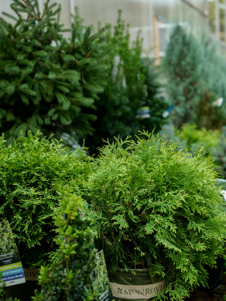 Perfect Perennial Pairings for Privacy/Fencing