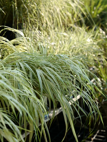Your Year of Planting Guides