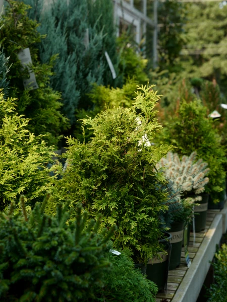 Planting Tips for Trees and Shrubs