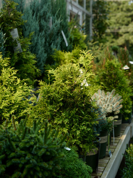 Planting Tips for Trees and Shrubs