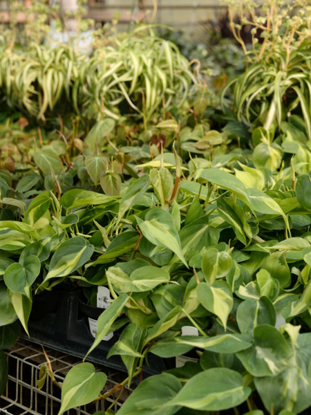 Houseplant Picks for Dorm, Classroom, or Office