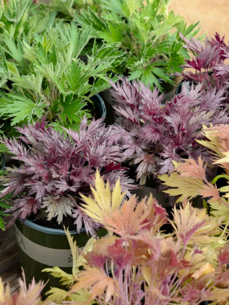 Heuchera - Coral Bells