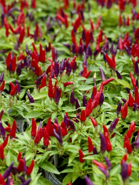 Fall Container Gardens