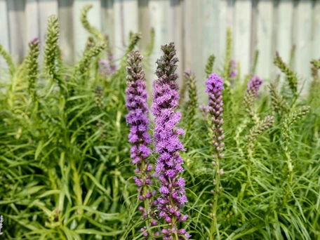 Second Summer: August in the Garden