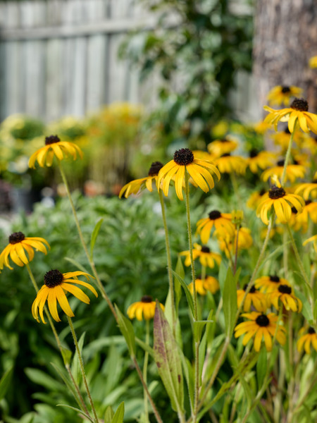 Ask Annie- September Garden Checklist