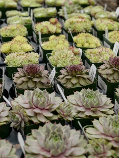 How to Transition Houseplants Indoors for the Season