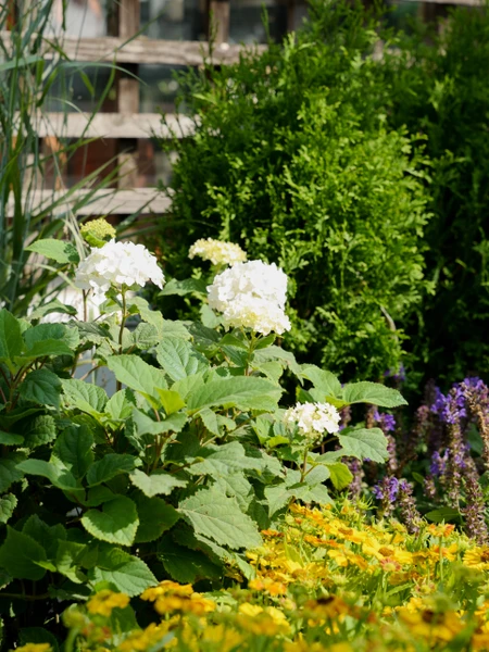 Fall is for Planting Perennials