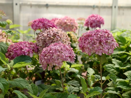 Tonkadale's 2026 Garden Calendar