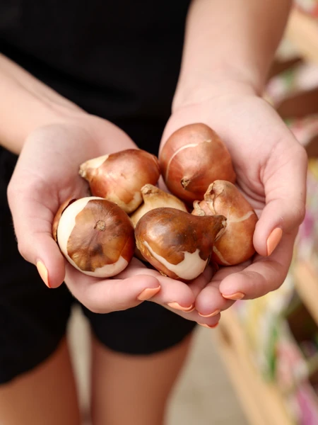 Fall Bulb Planting Guide
