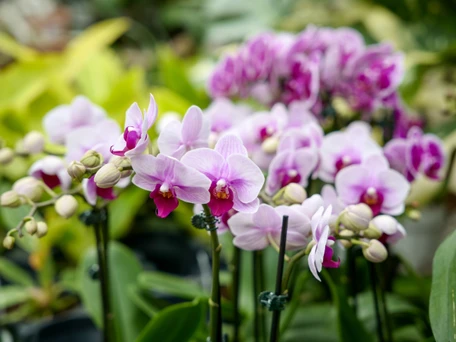 Orchid Care and Repotting