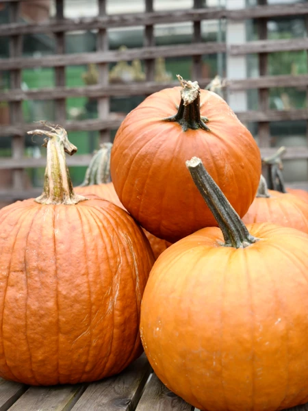 Pumpkin Carving Stencils