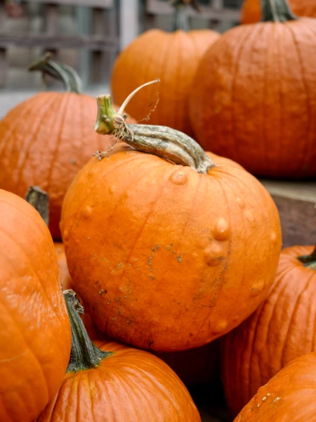 Tonkadale Staff's Cozy Soup Recipes