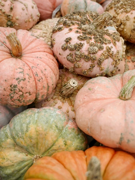 Roasted Pumpkin Seeds Recipe