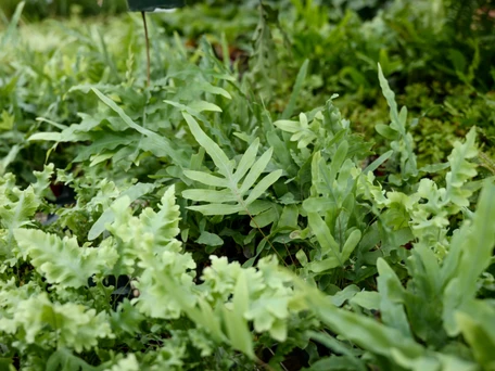 Indoor Plant Pests & Solutions