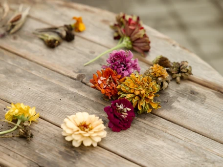 Seed Saving