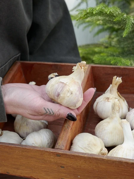 How to Plant Garlic in the Fall