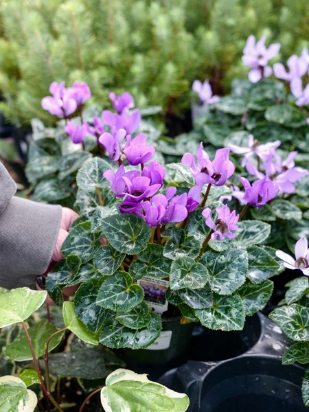 Holiday Houseplants How-To