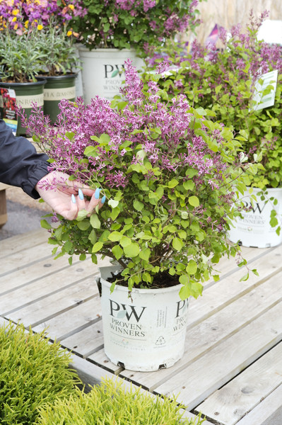 Perfect Perennial Pairings for Spring Color with Trees and Shrubs