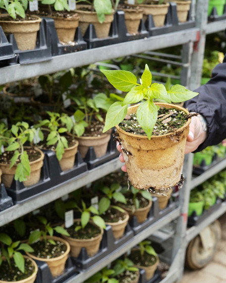 Grow Your Own Food 