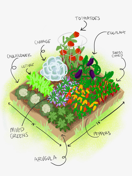 ​Vegging Out! Planning and Planting a Vegetable Garden