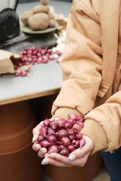 Planting Seed Potatoes and Onion Sets