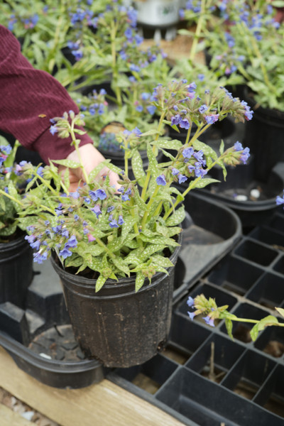 Pulmonaria