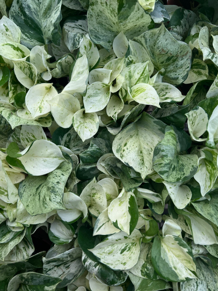 Plants for Every Routine