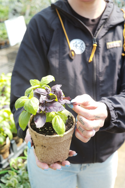 Growing Herbs for Tea
