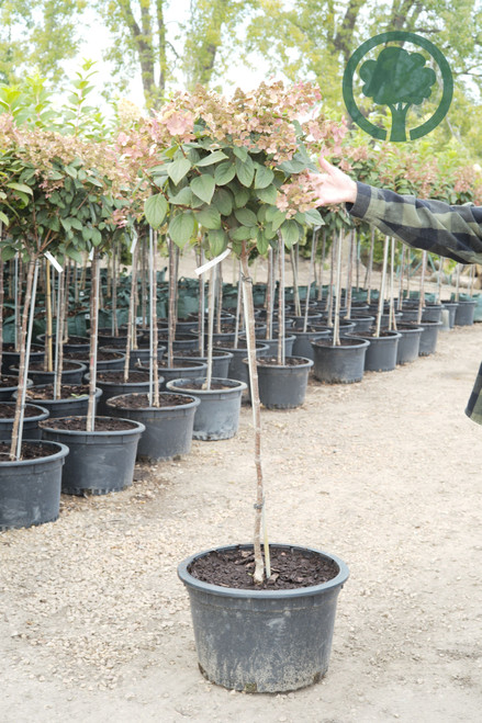 Custom Order - Hydrangea paniculata 'Quick Fire' - 10 gal