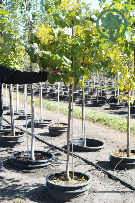 Custom Order - 'Snowcap™' Japanese Tree Lilac - 10 gal