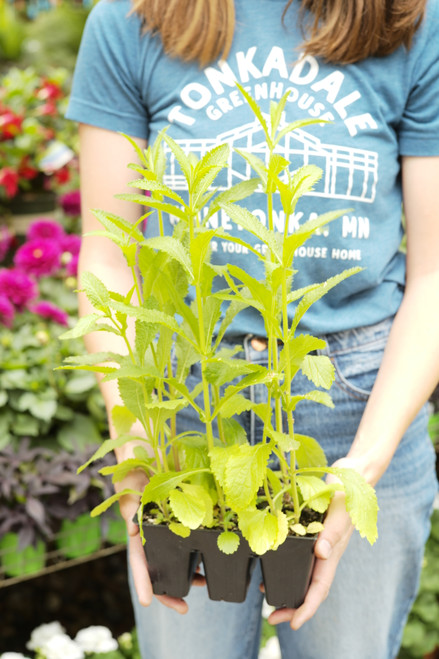 Verbena Finesse (Verbena b.) 6 Pack