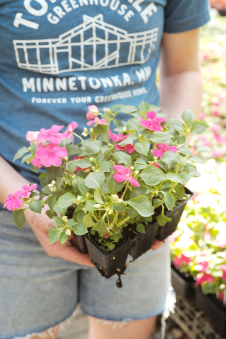 Impatiens - 6 pack