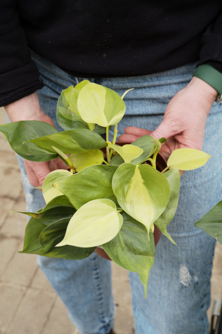 6" Philodendron Brasil